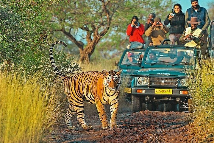 Into the Wild - The Ultimate Ranthambore National Park Safari Guide